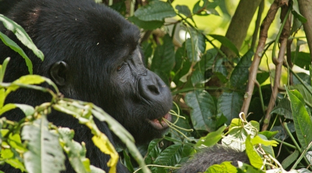 Uganda Birding Safaris
