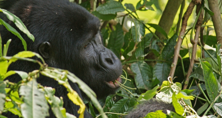 Uganda Birding Safaris