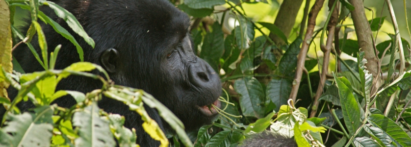 Uganda Birding Safaris