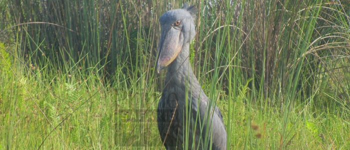 5 Days Uganda Birding Safari