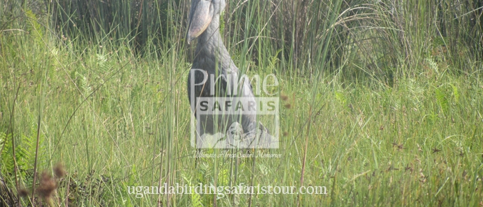 Birding safaris