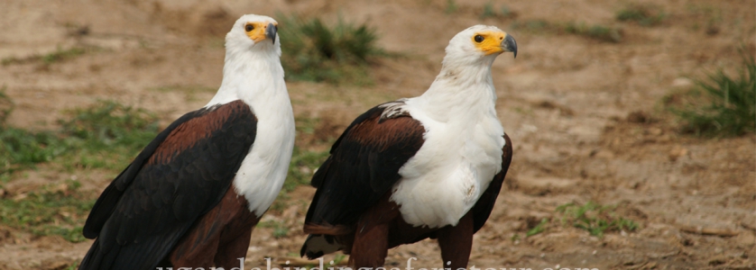 African Fish Eagle Safari
