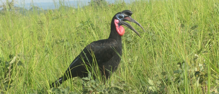 Abyssinian Ground-Hornbill Uganda