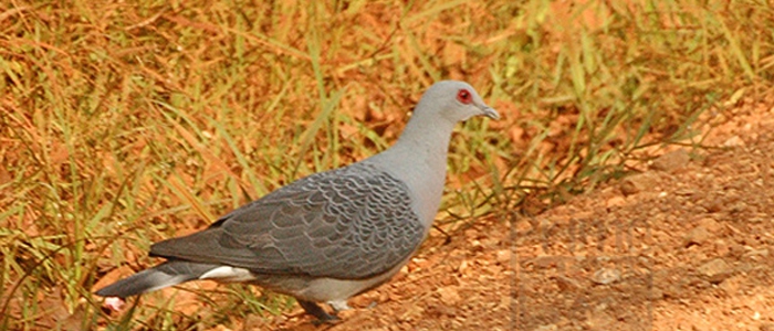 Afep Pigeon