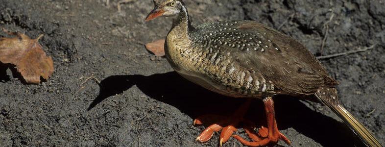 African Finfoot