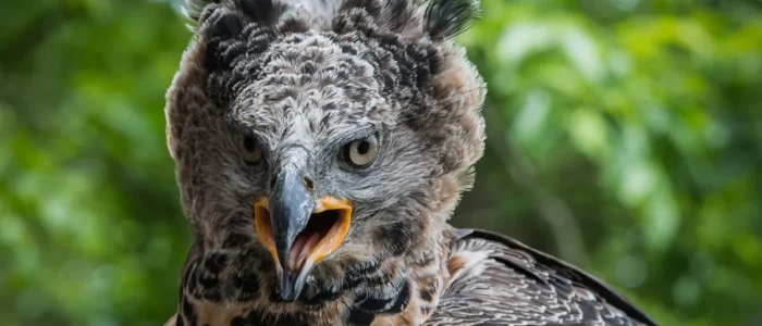 African Crowned Eagle
