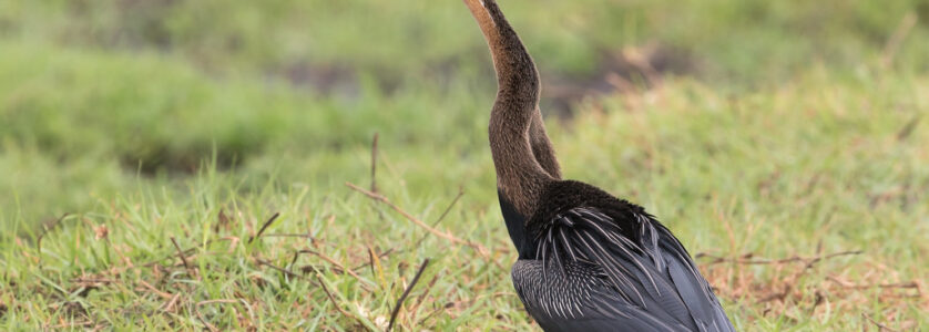 African Darter