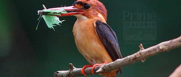 African Dwarf Kingfisher