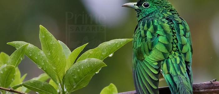 African Emerald Cuckoo
