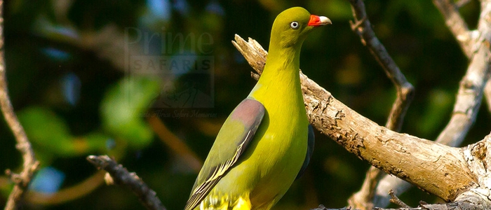 African Green-Pigeon