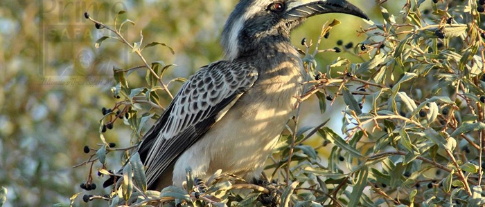 African Grey Hornbill