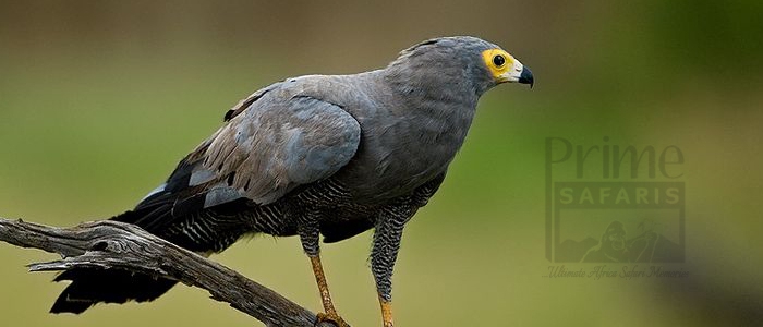 African Harrier-Hawk