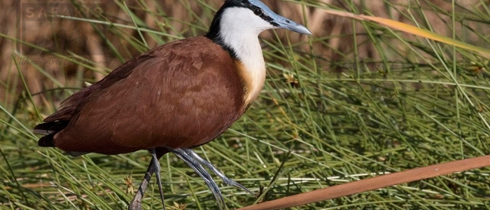 African Jacana