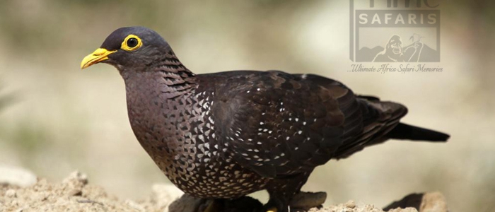 African Olive Pigeon in Uganda