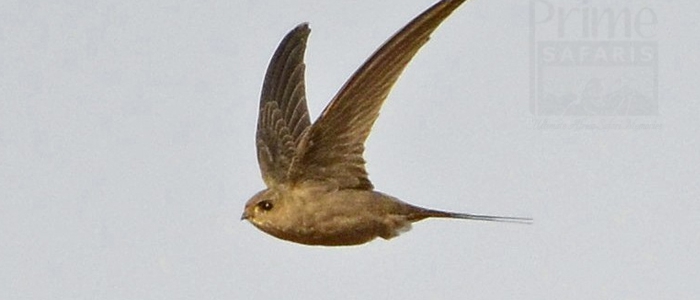 African Palm Swift