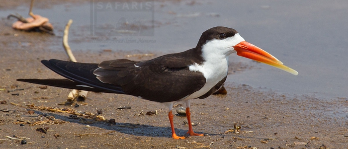 African Skimmer