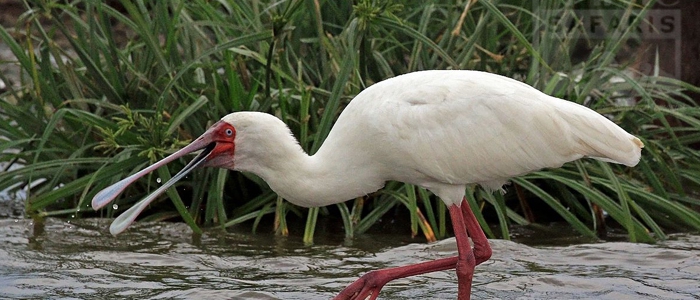 African Spoon Bill In Uganda