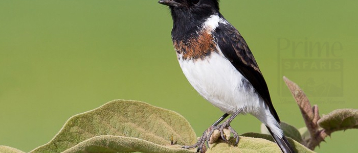 African Stonechat