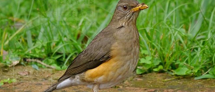 African Thrush