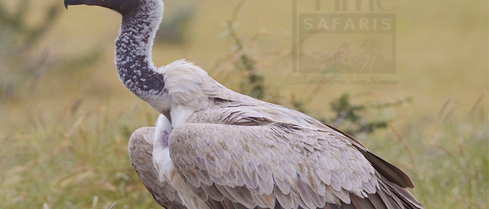 African White-Backed Vulture