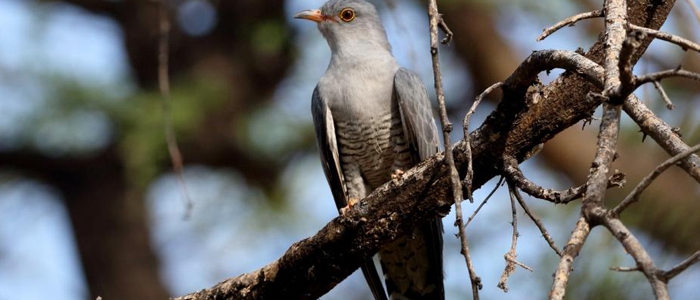 African cuckoo