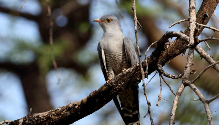 African cuckoo