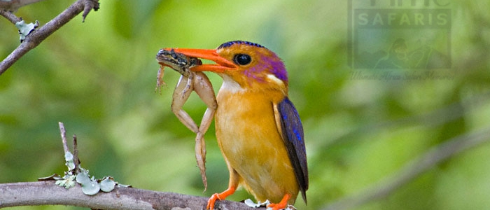 African pygmy Kingfisher