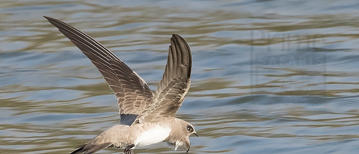 Alpine Swift