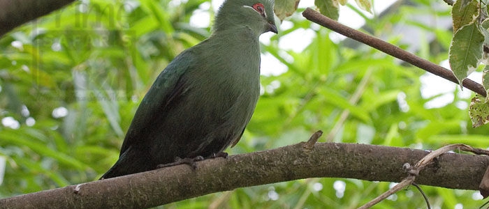BLACK-BILLED TURACO