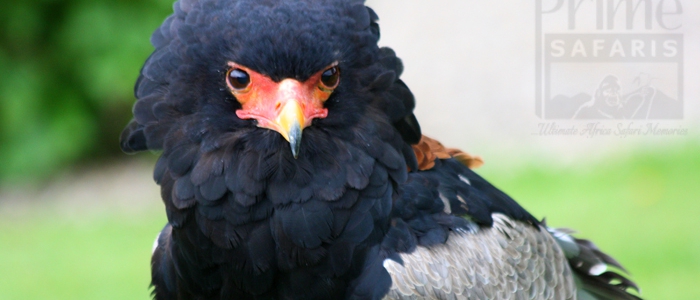 Bateleur