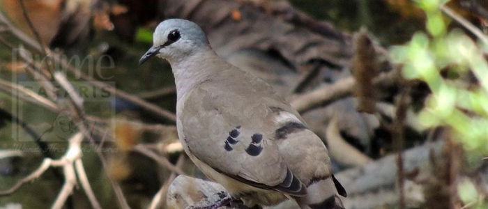 Black-Billed Wood-Dove
