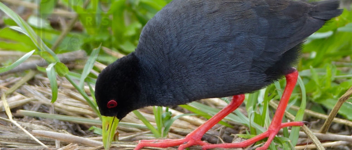 Black Crake