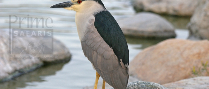 Black-Crowned Night Heron
