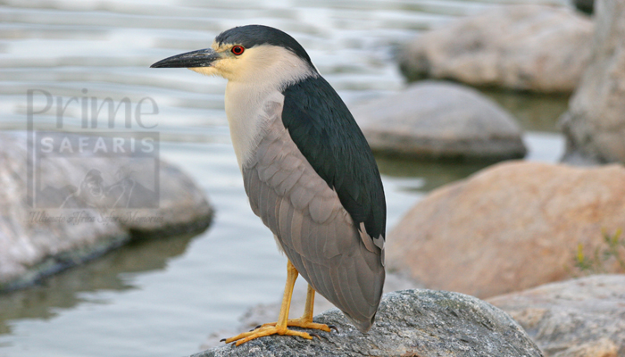 Black-Crowned Night Heron