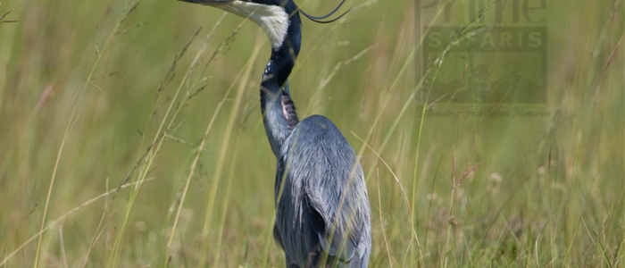 Black-Headed Heron