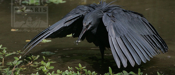 Black Heron