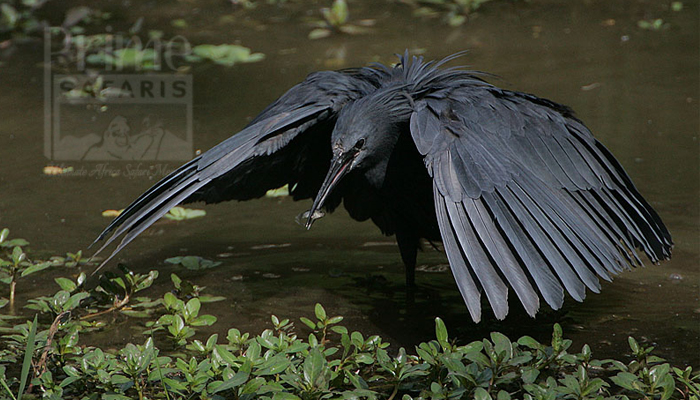 Black Heron