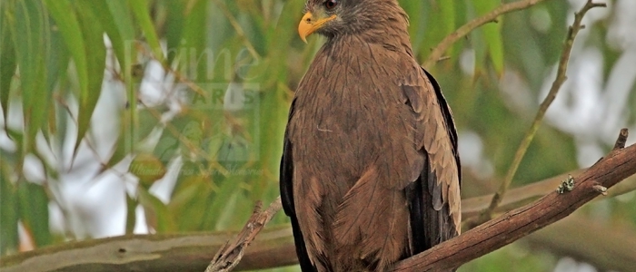 Black Kite