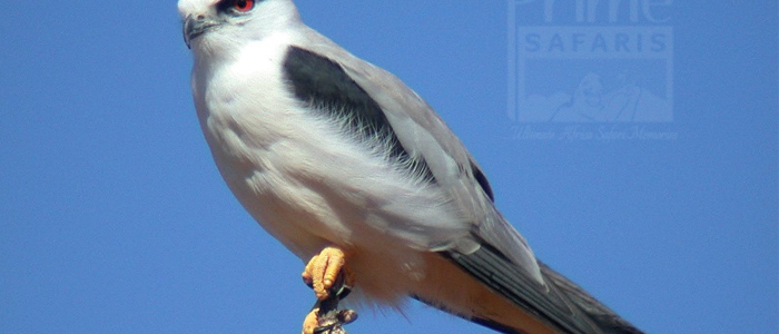 Black-Shouldered Kite