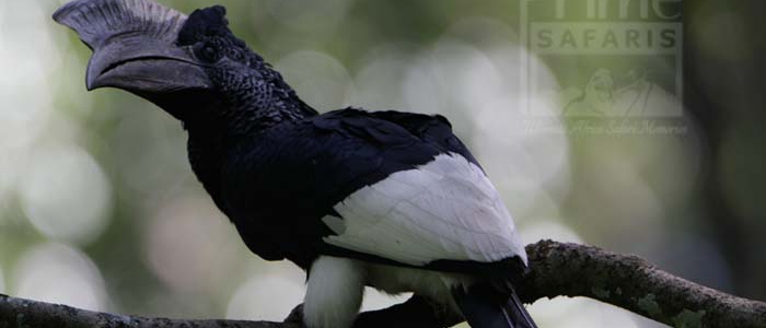 Black and White Casqued Hornbill