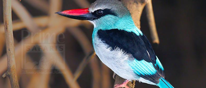 Blue-Breasted Kingfisher