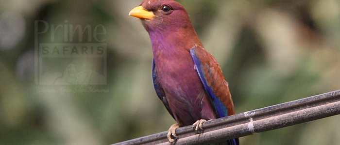 Broad-Billed Roller