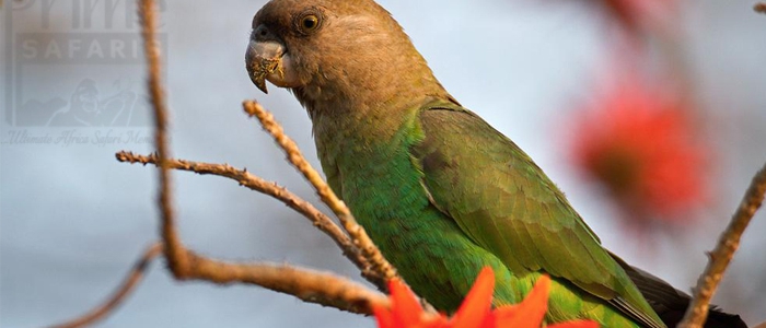 Brown-Headed Parrot