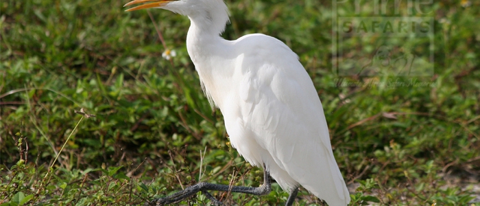 Cattle Egret