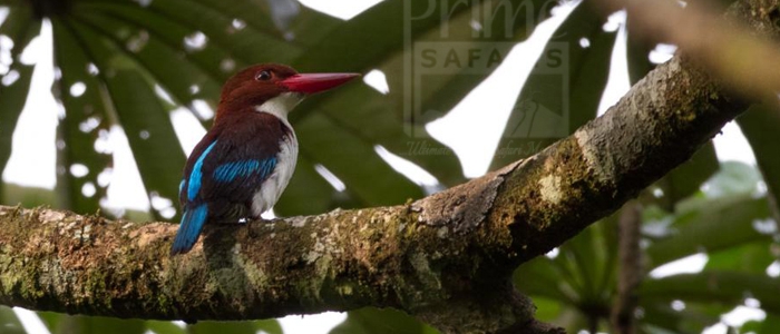 Chocolate-Backed Kingfisher