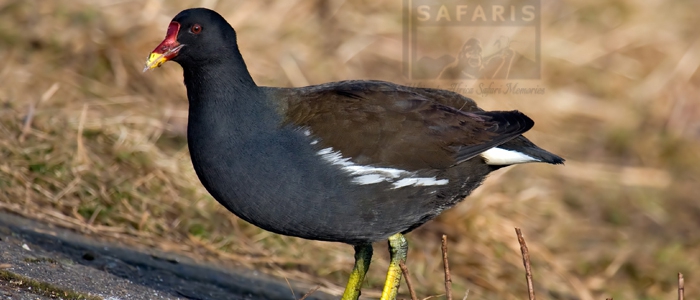 Common Moorhen