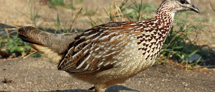 Crested Francolin