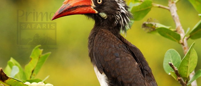 Crowned Hornbill
