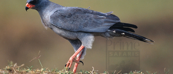 Dark Chanting Goshawk