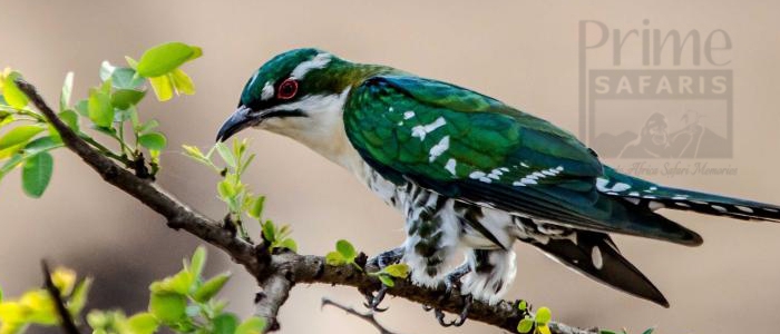 Diederik Cuckoo